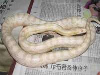 德雷克科技（成都）有限公司